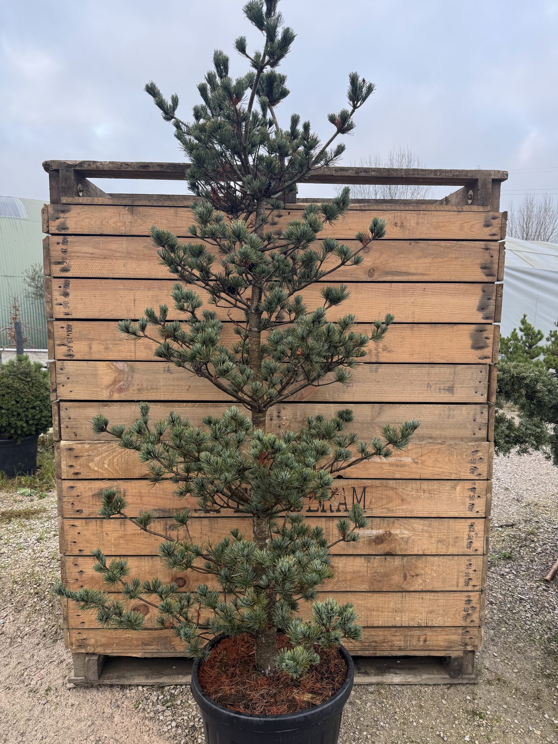 Pinus parviflora negishi