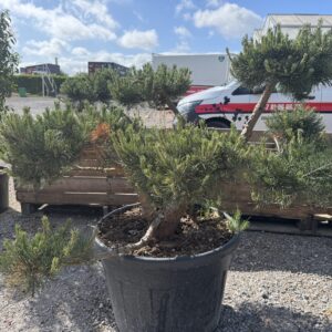 Pinus sylvestris repens