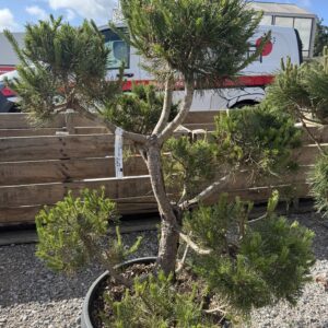 Pinus sylvestris