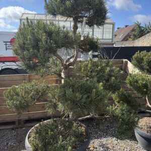 pinus sylvestris
