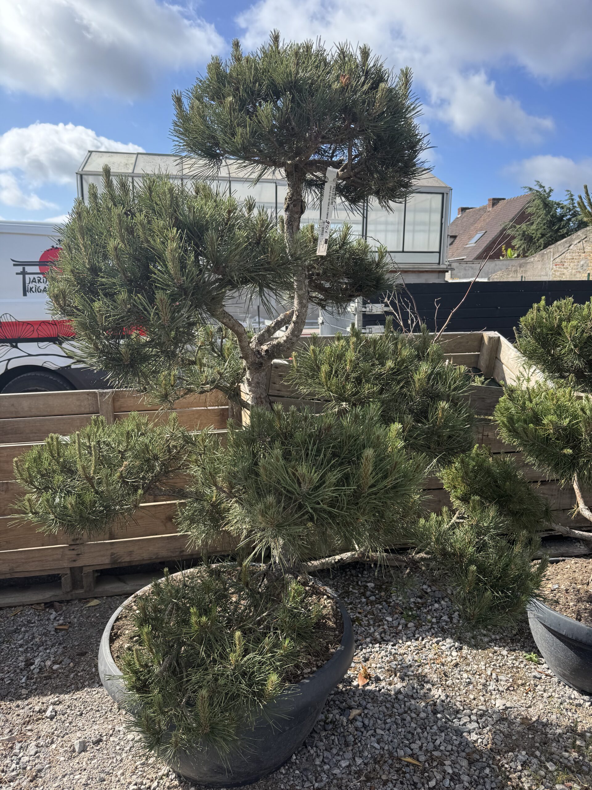pinus sylvestris