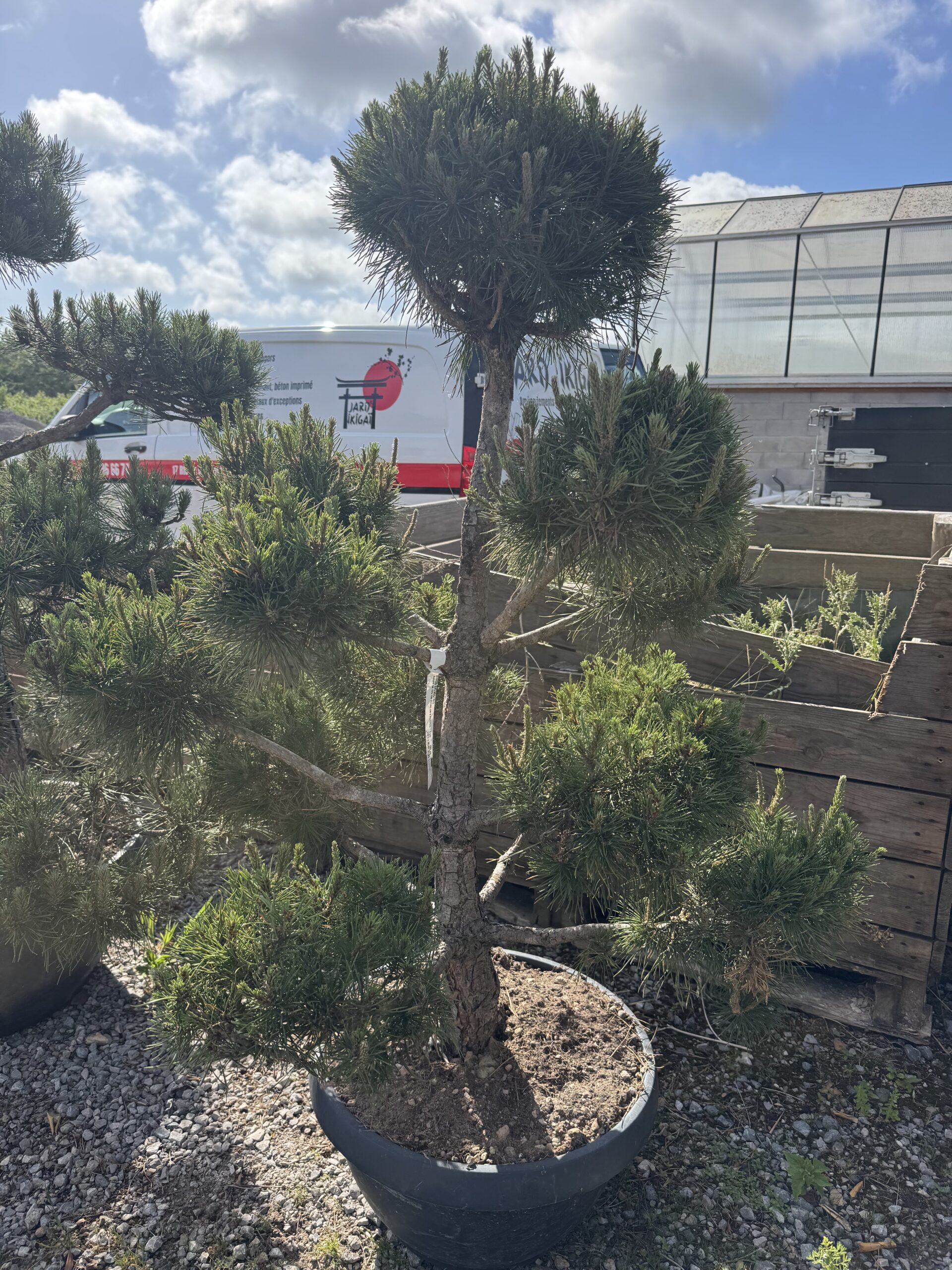 Pinus sylvestris